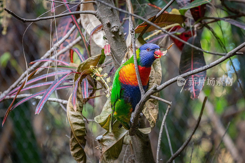 彩虹lorikeet (Trichoglossus moluccanus)。